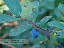 Жимолость голубая — Lonicera caerulea L. (семейство Жимолостные — Caprifoliaceae)