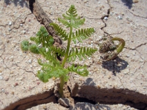 Орляк обыкновенный — Pteridium aquilinum (семейство Гиполеписовые — Hypolepidaceae)