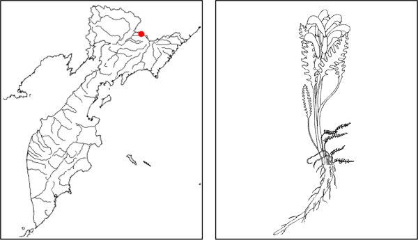 Мытник охотский Pedicularis ochotensis Khokhr.