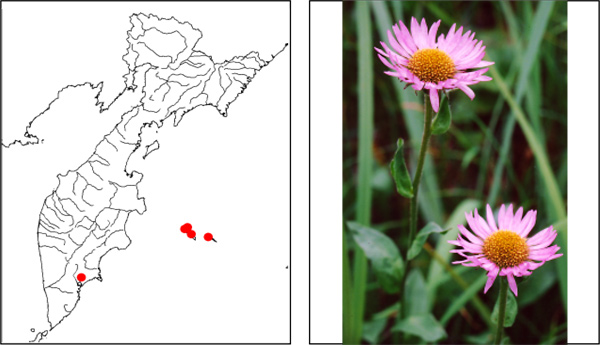 Мелколепестник иноземный Erigeron peregrinus (Pursh) Greene