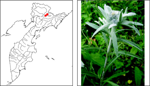 Эдельвейс звездчатый Leontopodium stellatum