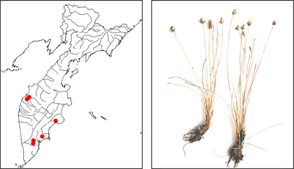 Болотница пятицветковая Eleocharis quinqueflora