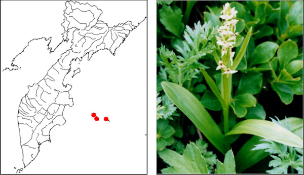 Любка широколистная Platanthera dilatata