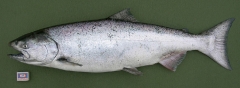 Чавыча (самка) Oncorhynchus tschawytscha
