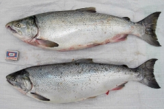 Кижуч Oncorhynchus kisutch (самец и самка)