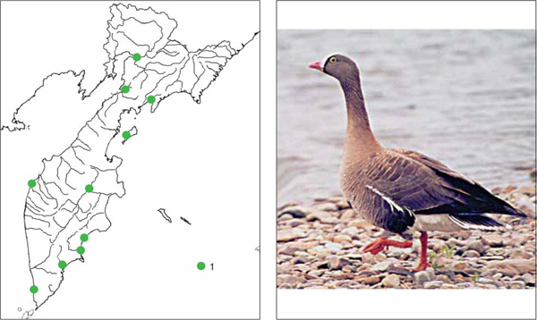 Птицы Камчатки: Пискулька Anser erythropus