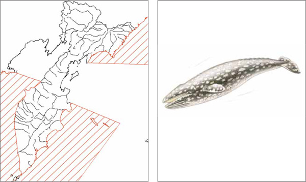 Млекопитающие Камчатки: Серый кит Eschrichtius gibbosus (Erxleben, 1777)