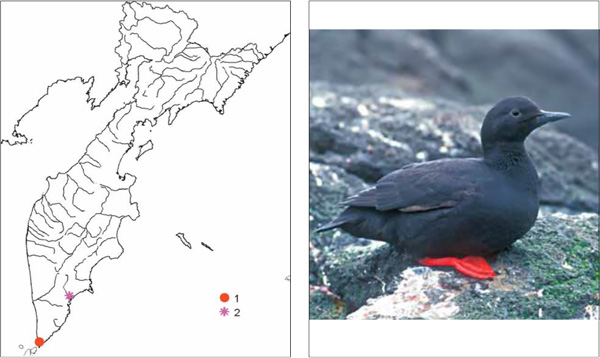 Птицы Камчатки: Курильский чистик