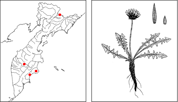 Oдуванчик Городкова Taraxacum gorodkovii Charkev. et Tzvel